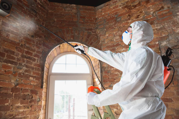 Why You Should Choose Our Mold Remediation Services in Daytona Beach Shores, FL