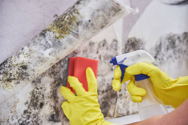 Professional Mold Inspection in Daytona Beach Shores, FL